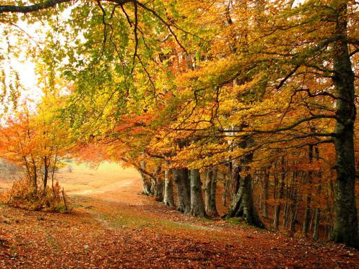 684951 (a): :2200x1650